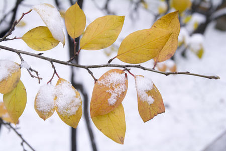 First snow lies on the yellow-orange autumn leavesの写真素材