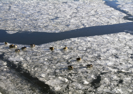 Ducks swimming, sitting and walking on the ice of the Moscow River in the month of Novemberの写真素材