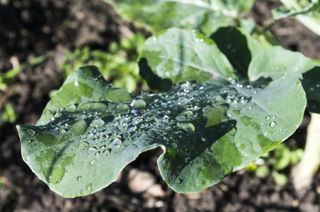 Cabbage leaf with drops of water, June monthの写真素材