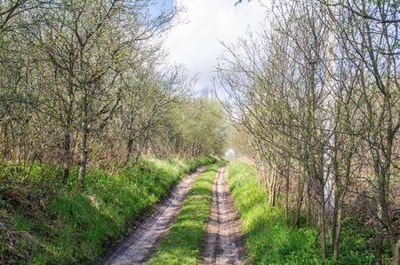 Deep track running up among the trees.の写真素材