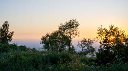The rising sun shines through the leaves of the trees.の写真素材