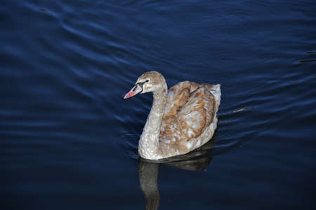 swan on waterの写真素材