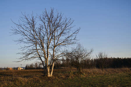 trees in the fieldの写真素材