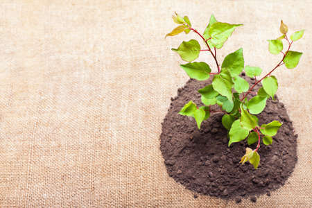 Young green plant is growing out of groundの写真素材