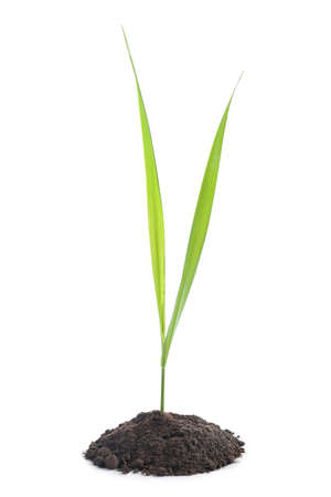 Young green plant is growing out of ground isolated on white background の写真素材