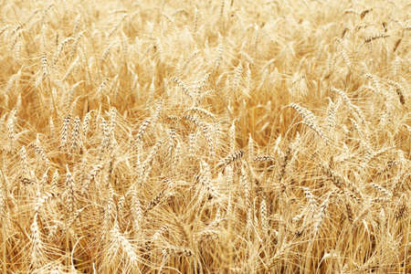 golden fully ripe wheat fieldの写真素材