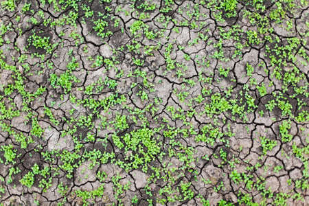 green grass growing trough dead soilの写真素材