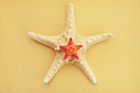 Two starfish on sand backgroundの写真素材