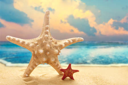 Big and small starfishes on the sandy beach at ocean の写真素材