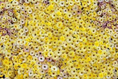 Many yellow chrysanthemums as natural background