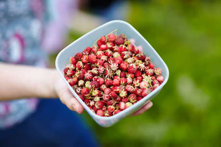 Fresh forest strawberries in a bowl hold in woman handsの写真素材