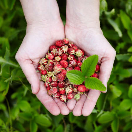 Fresh forest strawberries in the hands.Green leaves on the background.の写真素材