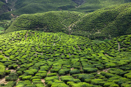 Tea plantation in the mountains of Cameron Highlands, Malaysiaの写真素材