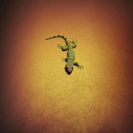 Tokay Gecko on wallの写真素材