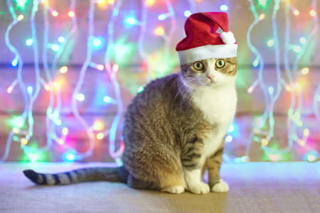 cat in Santa Claus xmas red hat on bright bokeh backgroundの写真素材