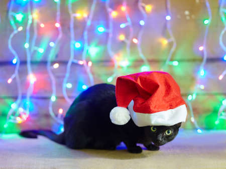 black cat in Santa Claus red hat on bright bokeh background