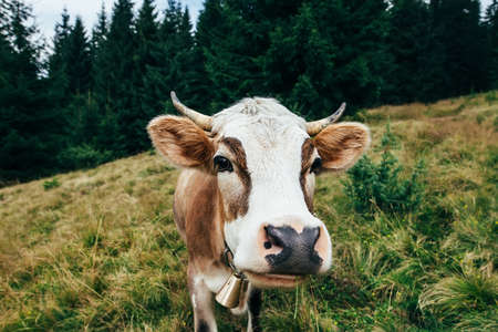 Funny cow on a meadow in forest.の写真素材