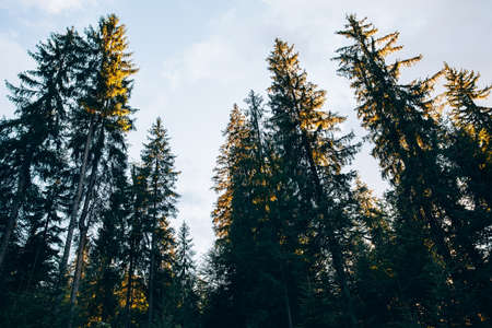 Looking up into the treetops of a pine forest in the carpathians mountainの写真素材