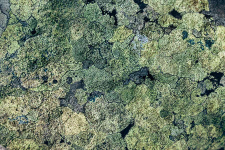 Green moss on the stone background.の写真素材