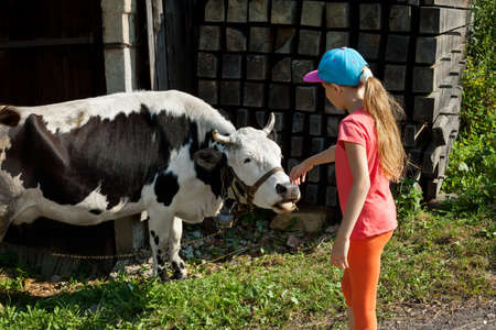 Little girl stroking a cow. Friendshipの写真素材
