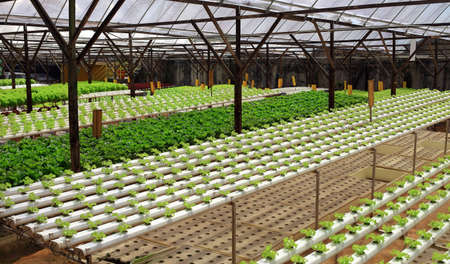 Rows of fresh green plant growing in greenhouseの写真素材