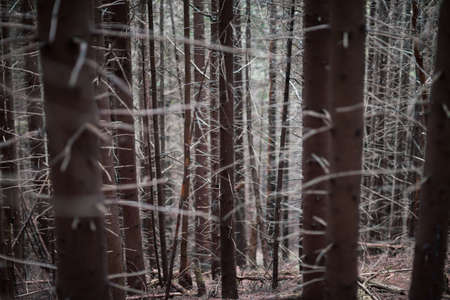 Mysterious pine forest. Nature background wallpaper