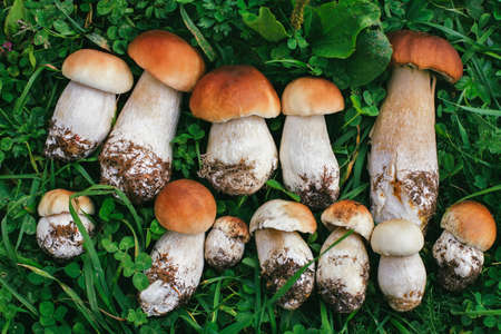 Fresh porcini mushrooms on grass in the forest. Nature backgroundの写真素材