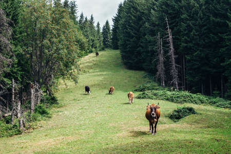 Herd of cows grazing on a green meadow in forest. nature backgroundの写真素材