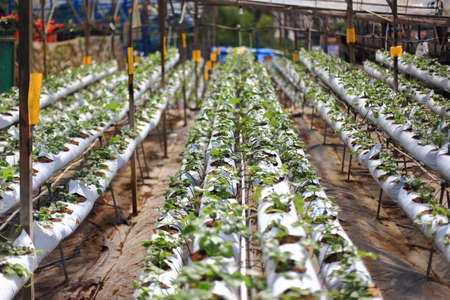 Organic hydroponic strawberry cultivation farm