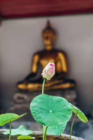 Lotus bud flower in Thailand monastery with buddah statue backgroundの写真素材
