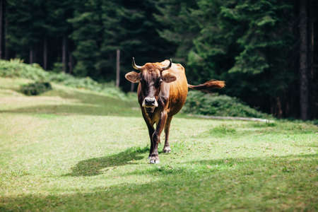 Brown cow on a meadow in forest. Animal backgroundの写真素材