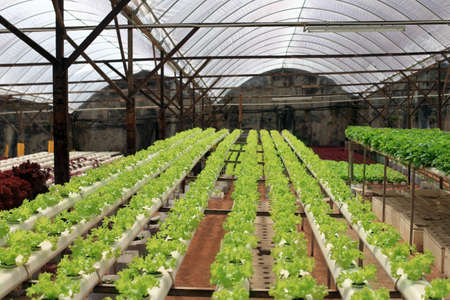 Organic hydroponic vegetable cultivation farm. Growth of lettuceの写真素材
