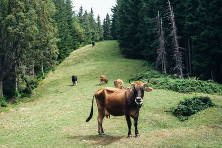 Brown cow on a meadow in forest. Animal backgroundの写真素材