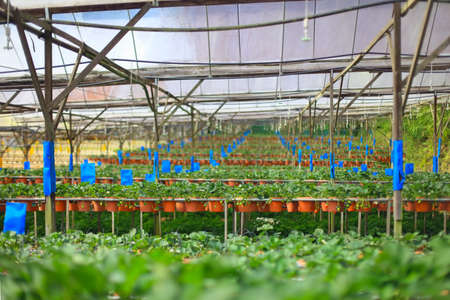 Organic hydroponic strawberry cultivation farmの写真素材