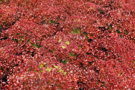 Fresh red lettuce salad leaf texture backgroundの写真素材