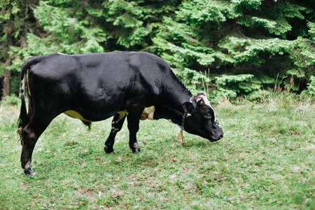 Black cow grazing on a meadow in forest. Animal backgroundの写真素材