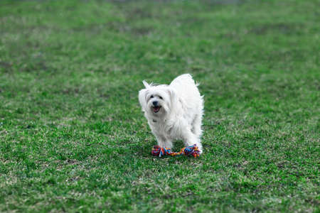 Cute happy dog playing outdoors with toyの写真素材