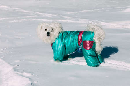 Portrait of cute small dog wearing a winter coat on a snowの写真素材