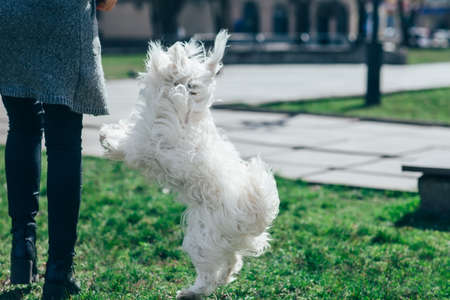 Cute white fluffy dog playing with owner on grassの写真素材