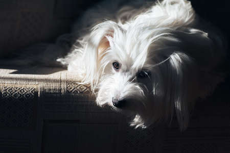 Sad beatiful dog waiting for adoption in shelterの写真素材