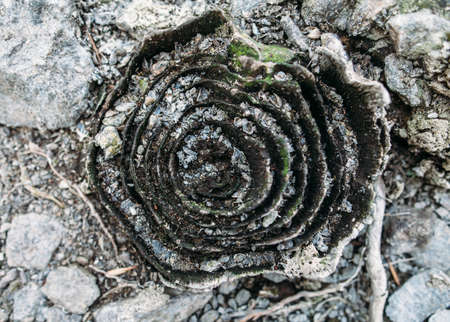 Old dry tree trunk. nature background