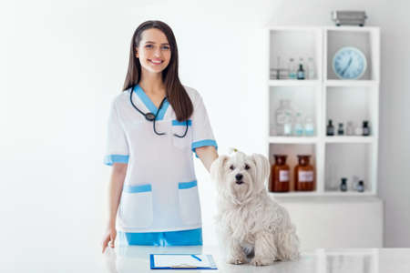 Beautiful smiling veterinarian doctor and cute white dog in vet clinic. Pet careの写真素材