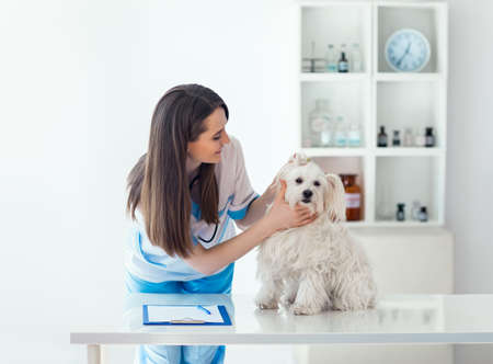 Beautiful veterinarian doctor examining cute white dog in clinicの写真素材