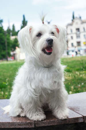 Cute fluffy white dog in the city