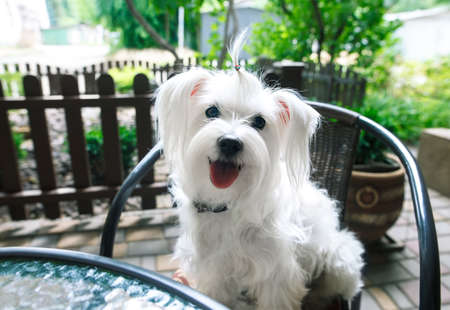 Cute fluffy white dog in cafeの写真素材