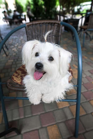 Cute fluffy white dog in cafeの写真素材