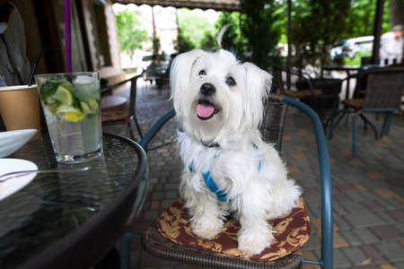 Cute fluffy white dog in cafeの写真素材