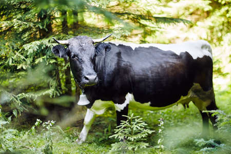 Cow with a bell in the forest thicket, close-up. The horned pet was lost in the forestの写真素材