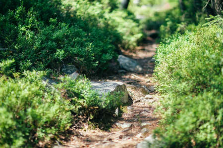 Path with stones between the bushes in the forest, close-up. Stony road in the wood among greenery. Piece of wild nature, scenic landscape. Nature backgroundの写真素材