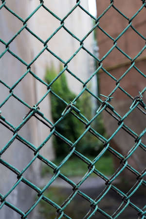Green wire mesh with greens in background, blurred, close up. Old painted mesh in form of fence or hedge. の写真素材